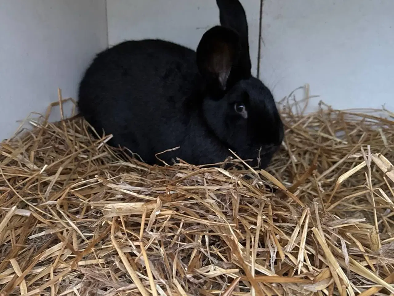 Billede 2 - Kaniner (belgiske/tyske kæmpe) til salg i 6818