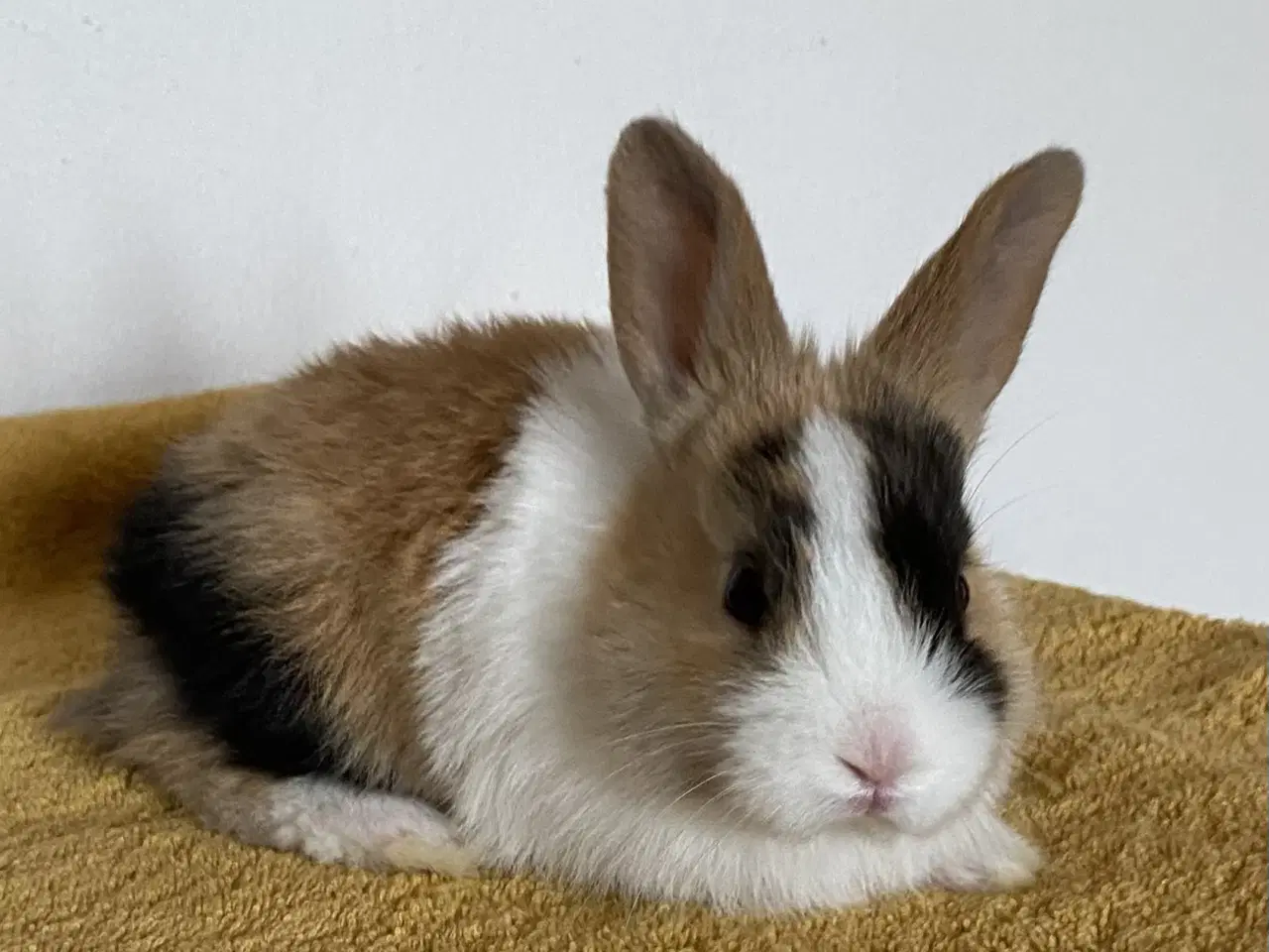 Billede 1 - HOLLÆNDER HAN JAPANER SORT/GUL