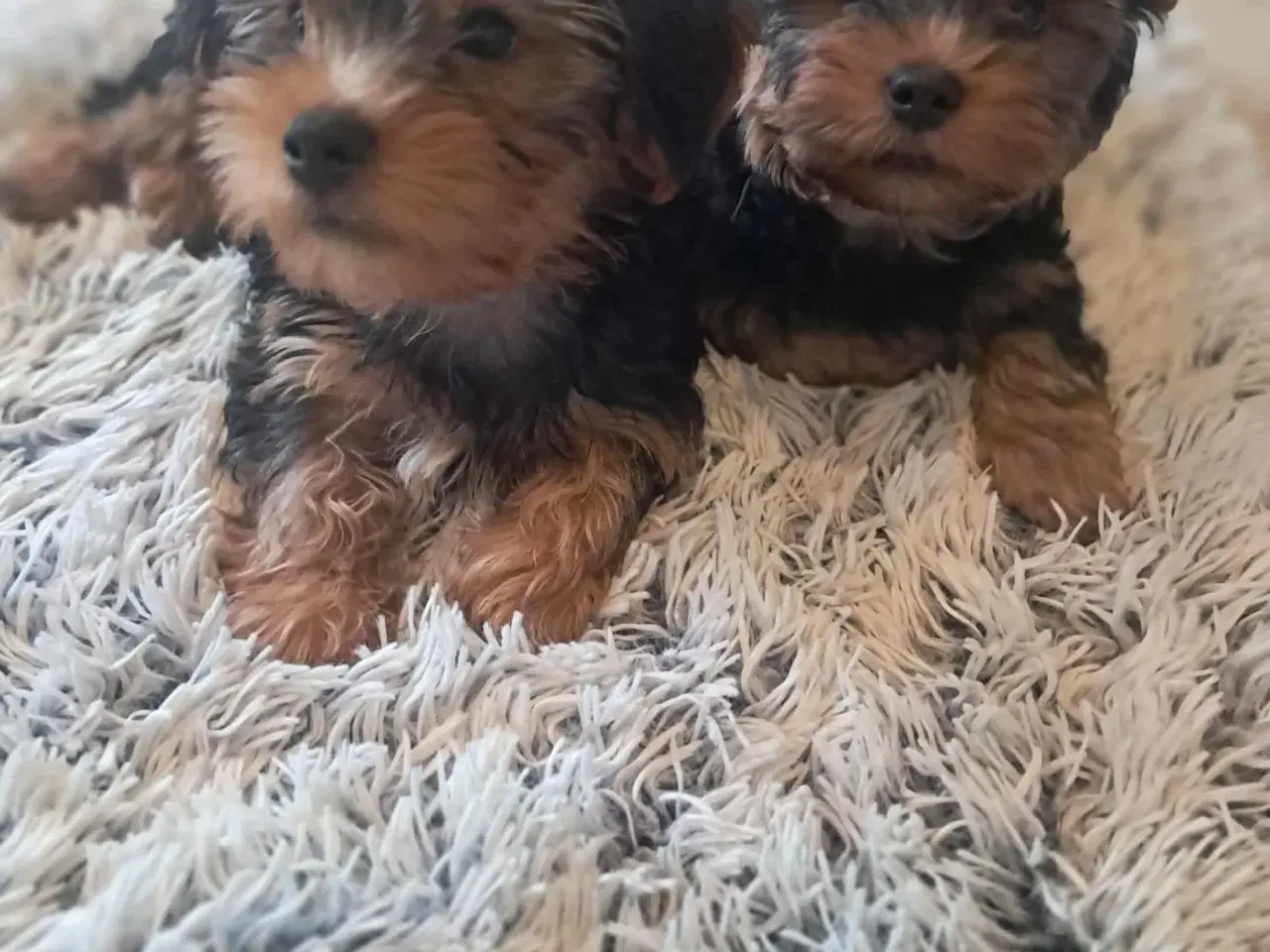 Billede 1 - 🐶 01.09.2025 York Terrie 