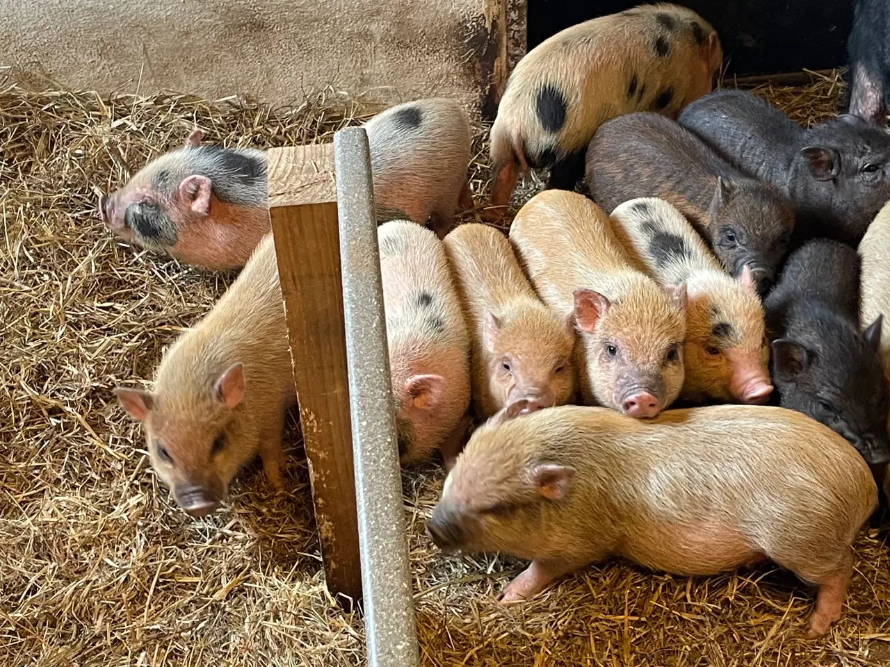 Billede 1 - Mini grise unger 