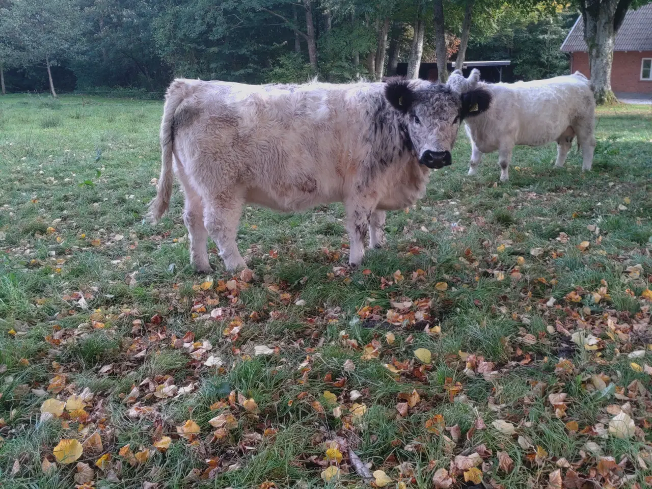 Billede 3 - galloway