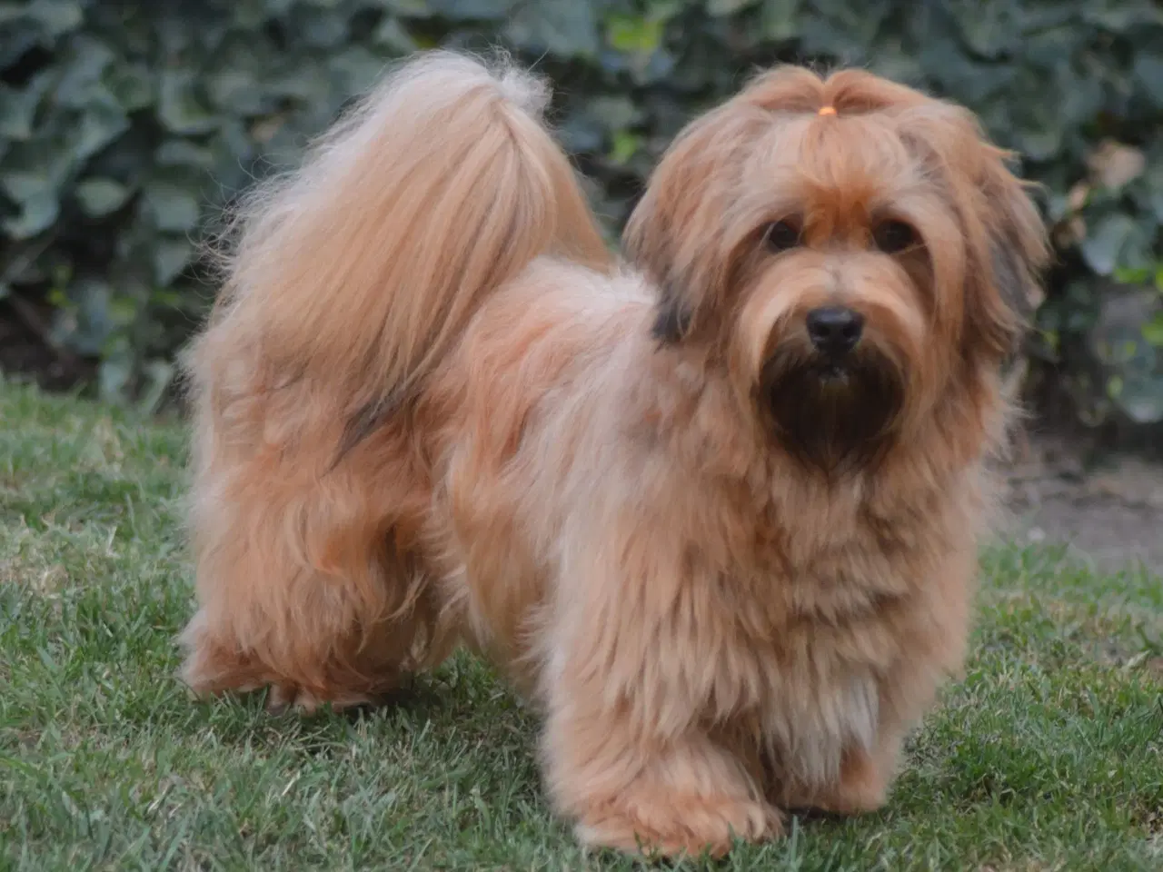 Billede 3 - Avl tilbydes ved skøn Bichon Havanais / Rød Zobel.