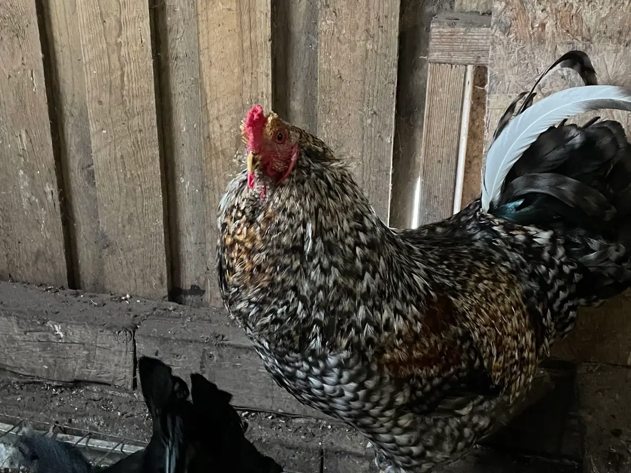 Billede 1 - Flot hane søger ny hønseflok