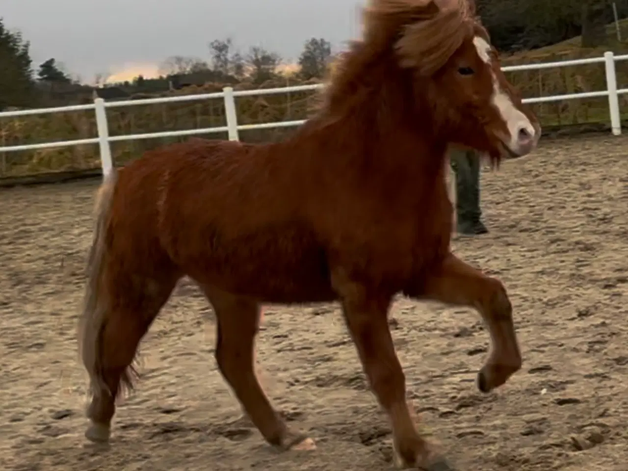 Billede 3 - 2 års islænder hingst Naturtølter