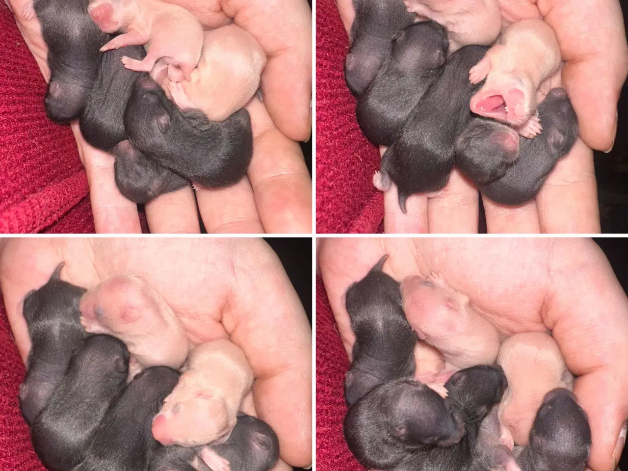 Billede 1 - Hamster, Guldhamster unger 