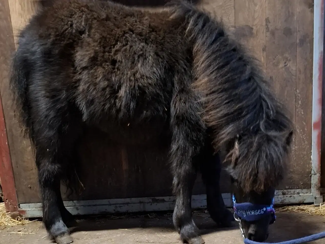 Billede 4 - Sødeste Miniature hoppeføl