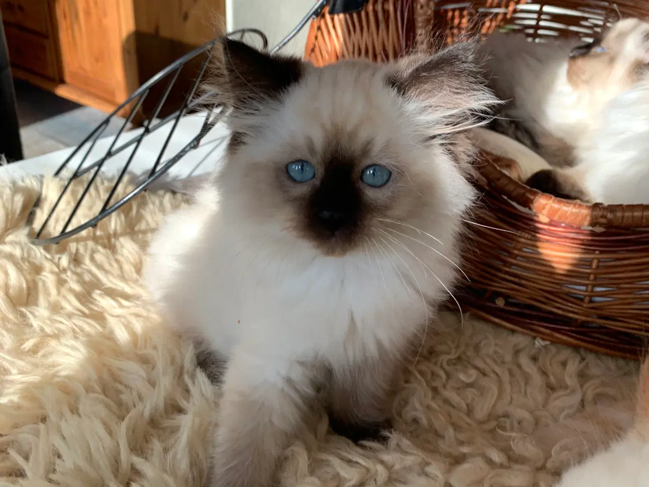 Billede 6 - Ragdoll killinger. Skønne familievenner