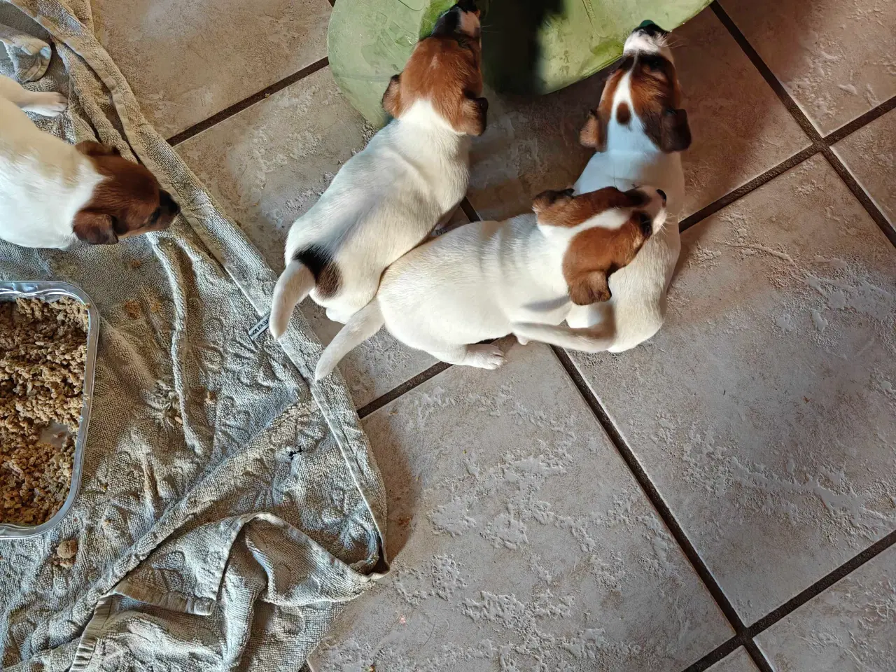 Billede 3 - Jack Russell Terrier hvalpe 