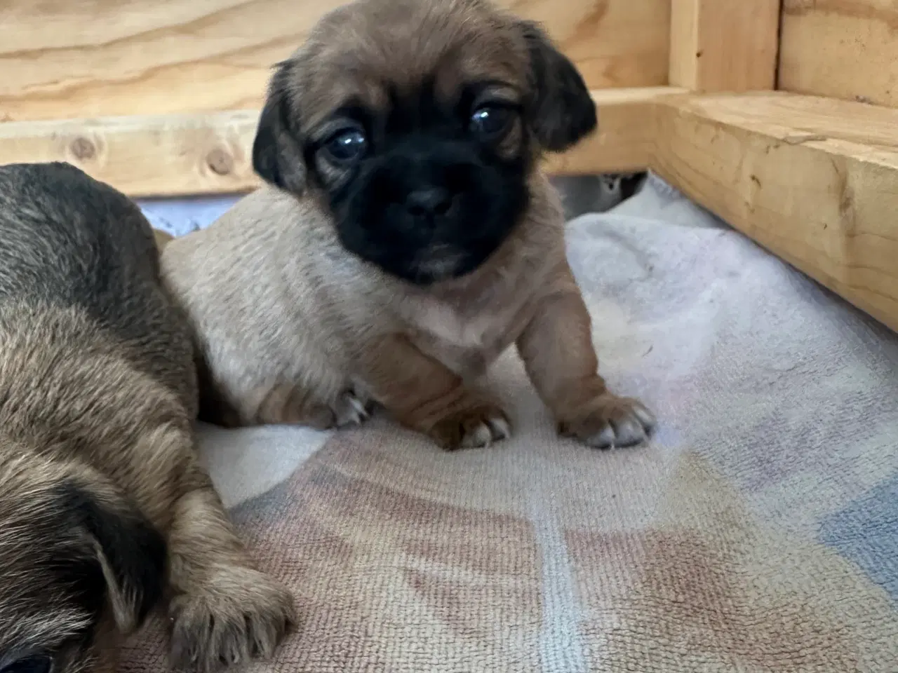 Billede 6 - Shih tzu blandinger 