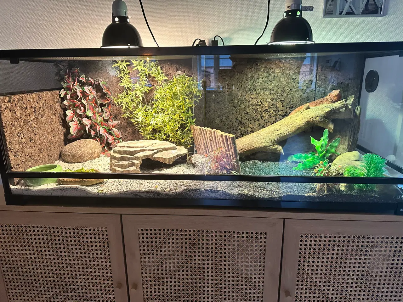 Billede 1 - Skægagame med terrarie