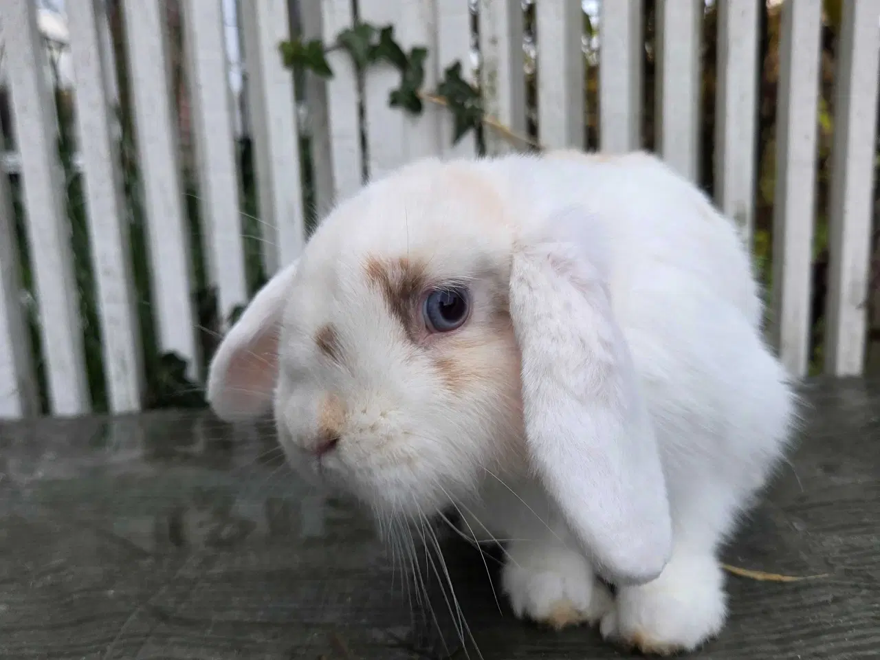 Billede 3 - Dværgvædder hun 