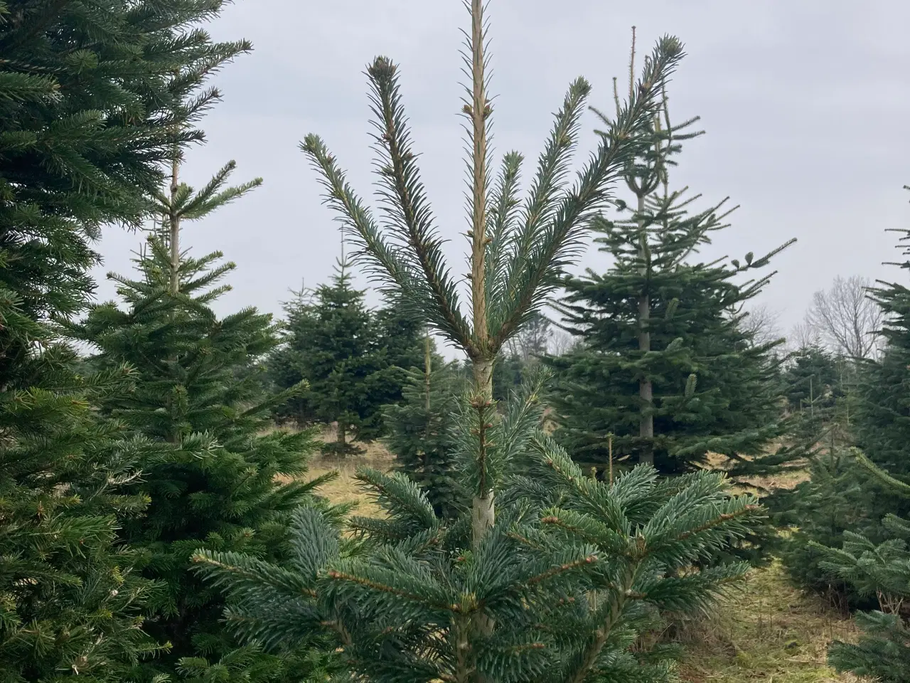 Billede 2 - Grenrettere/Topringe til juletræer