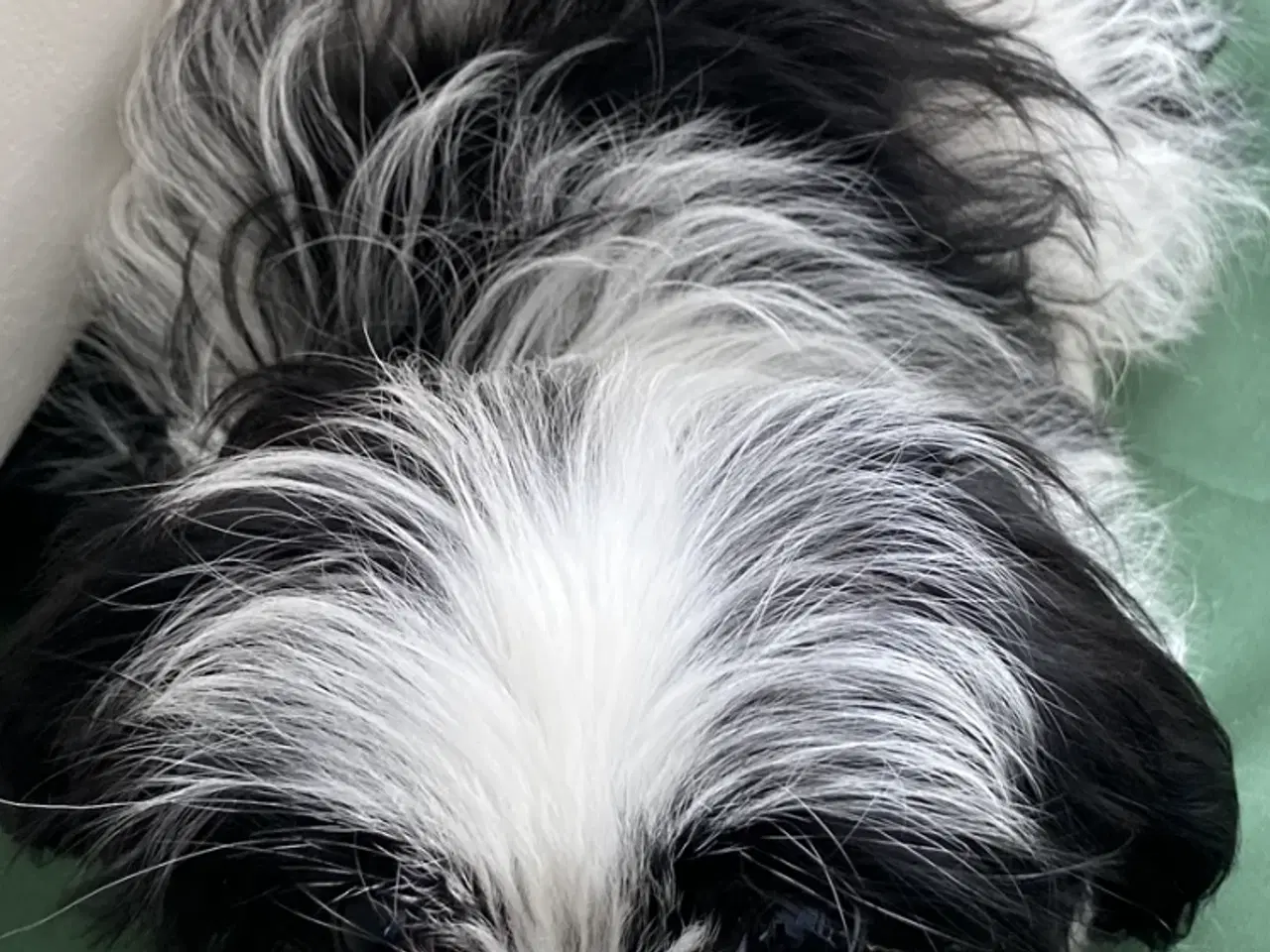 Billede 4 - Cavalier/ Yorkshire terrier 