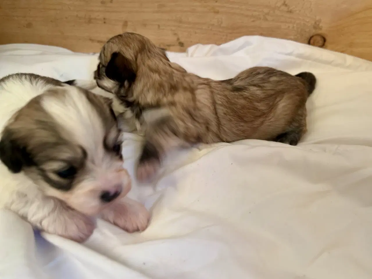 Billede 5 - Små allergivenlige og ikke fældende hundehvalpe