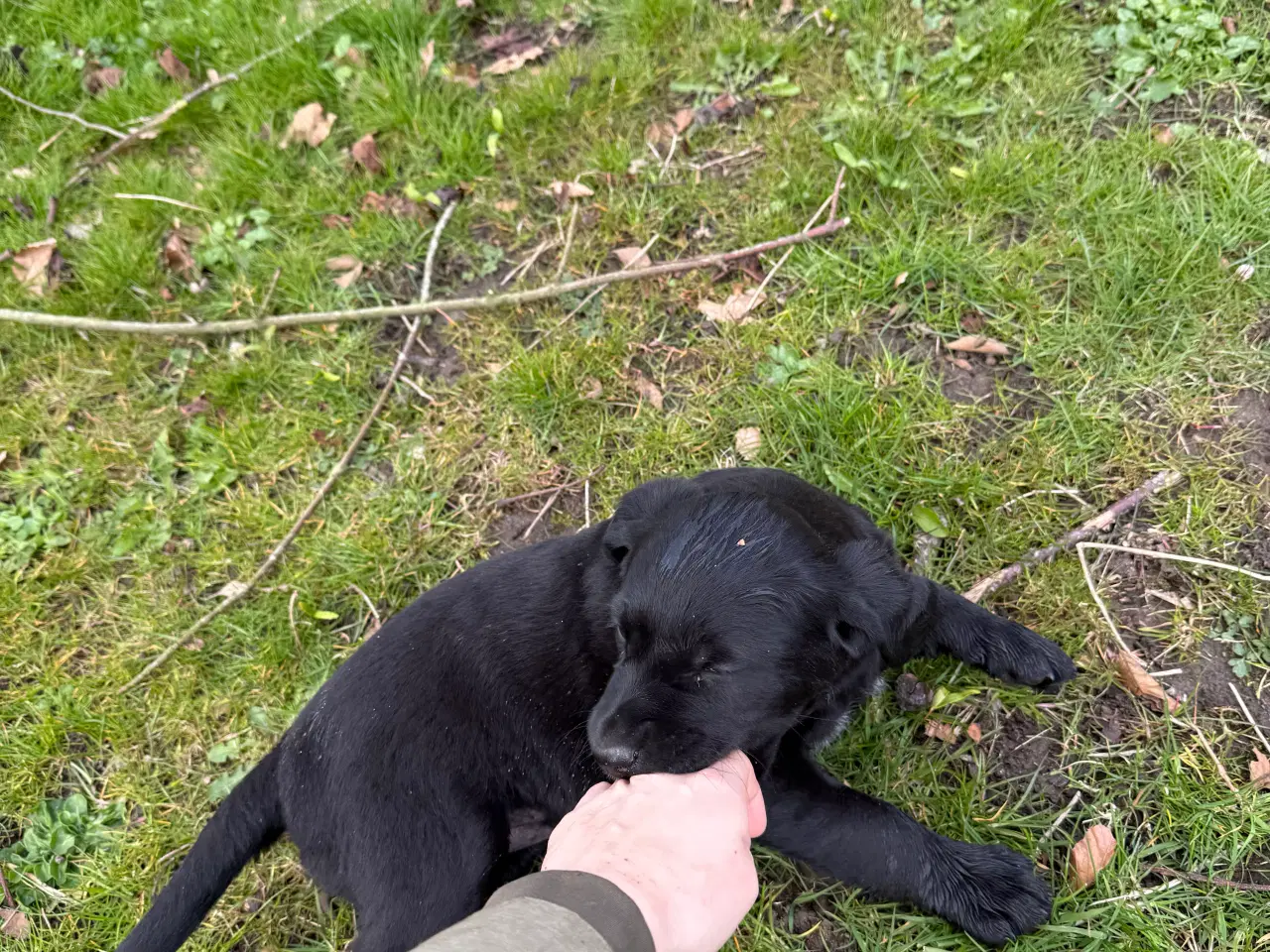 Billede 9 -  3 stk Søde hundehvalpe til salg  