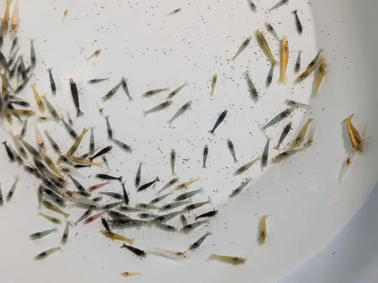 Billede 5 - Neocaridina reje-mix