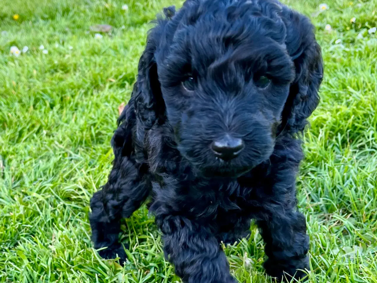 Billede 9 - Cockerpoo / cockapoo f1b