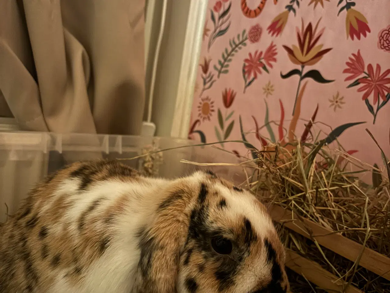 Billede 4 - Lillebror søger nyt hjem 