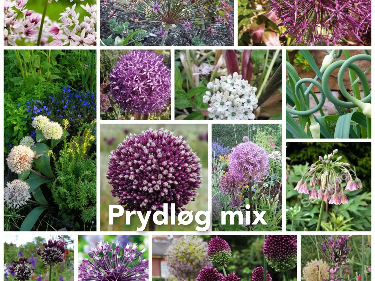 Billede 1 - Frø Prydløg Prydgræs Pampasgræs 