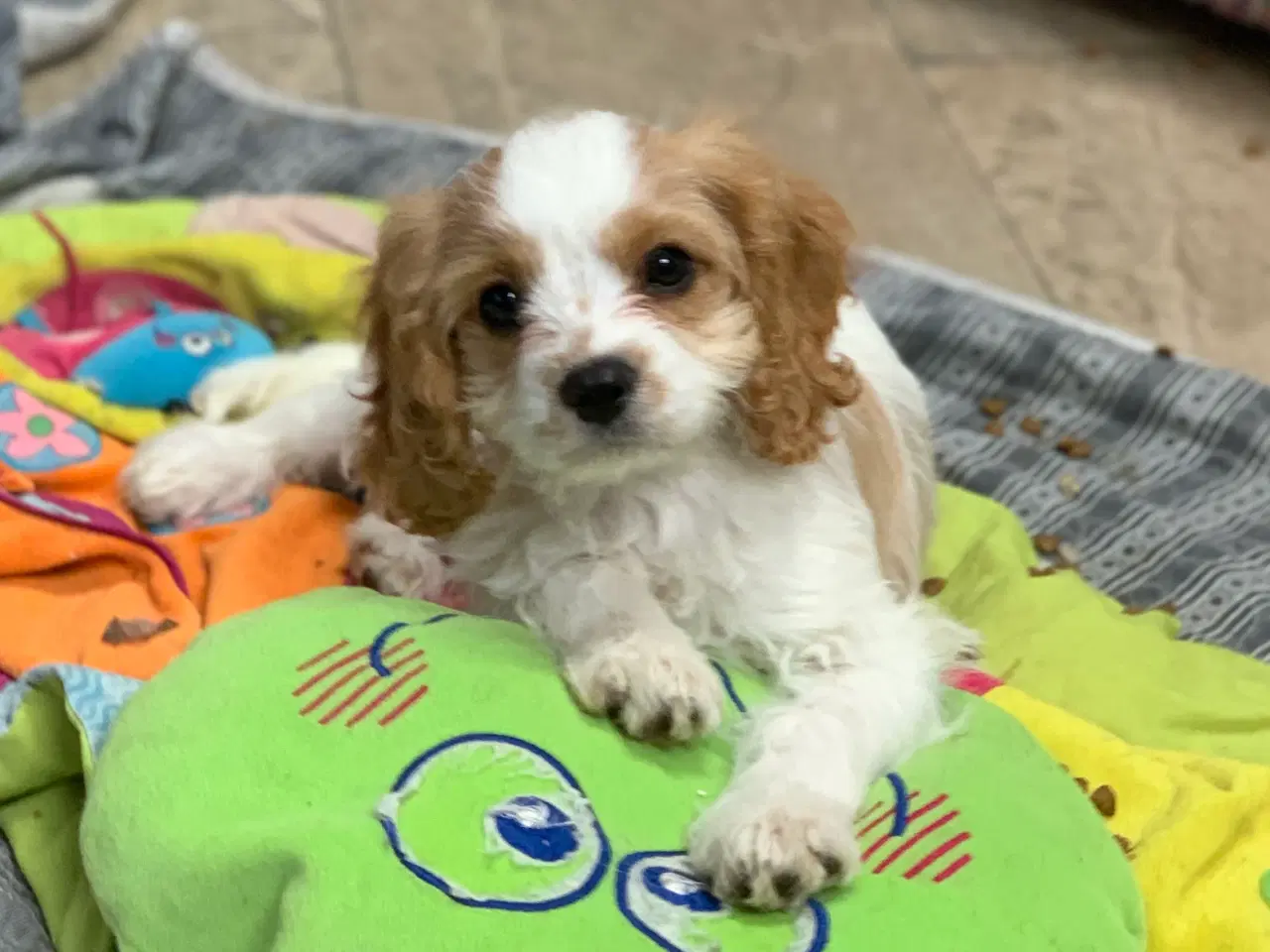 Billede 15 - Den yndigste cavapoo dreng er rejseklar 