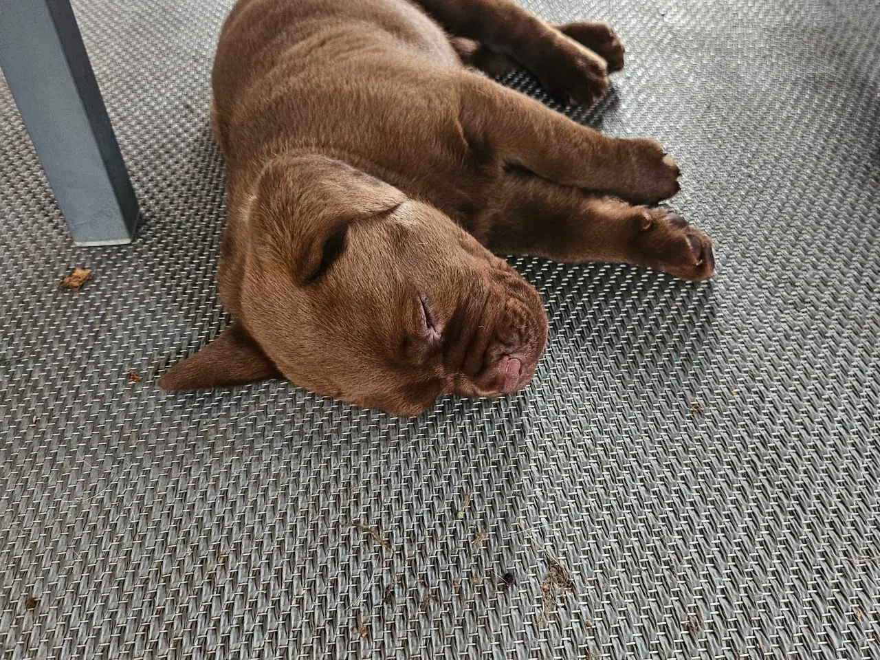 Billede 16 - Dogue de bordeaux blandings hvalpe