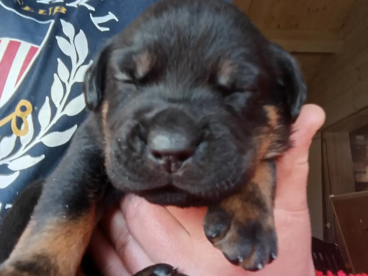 Billede 1 - Rottweiler x Cane Corso mix 