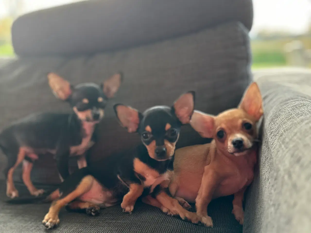 Billede 6 - Chihuahua hvalpe søger et kærligt hjem