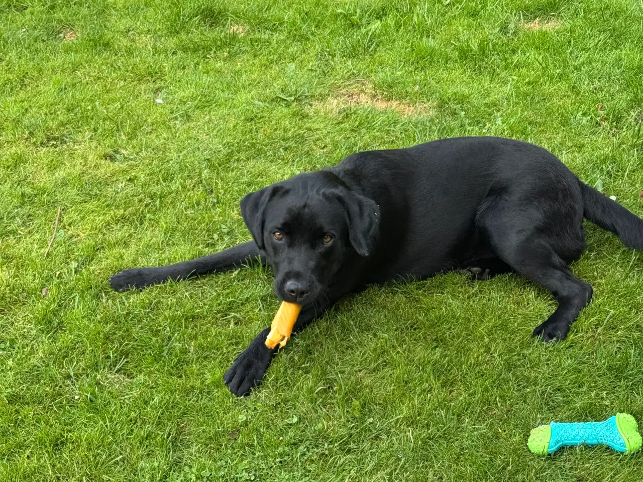 Billede 3 - Sort Labrador 