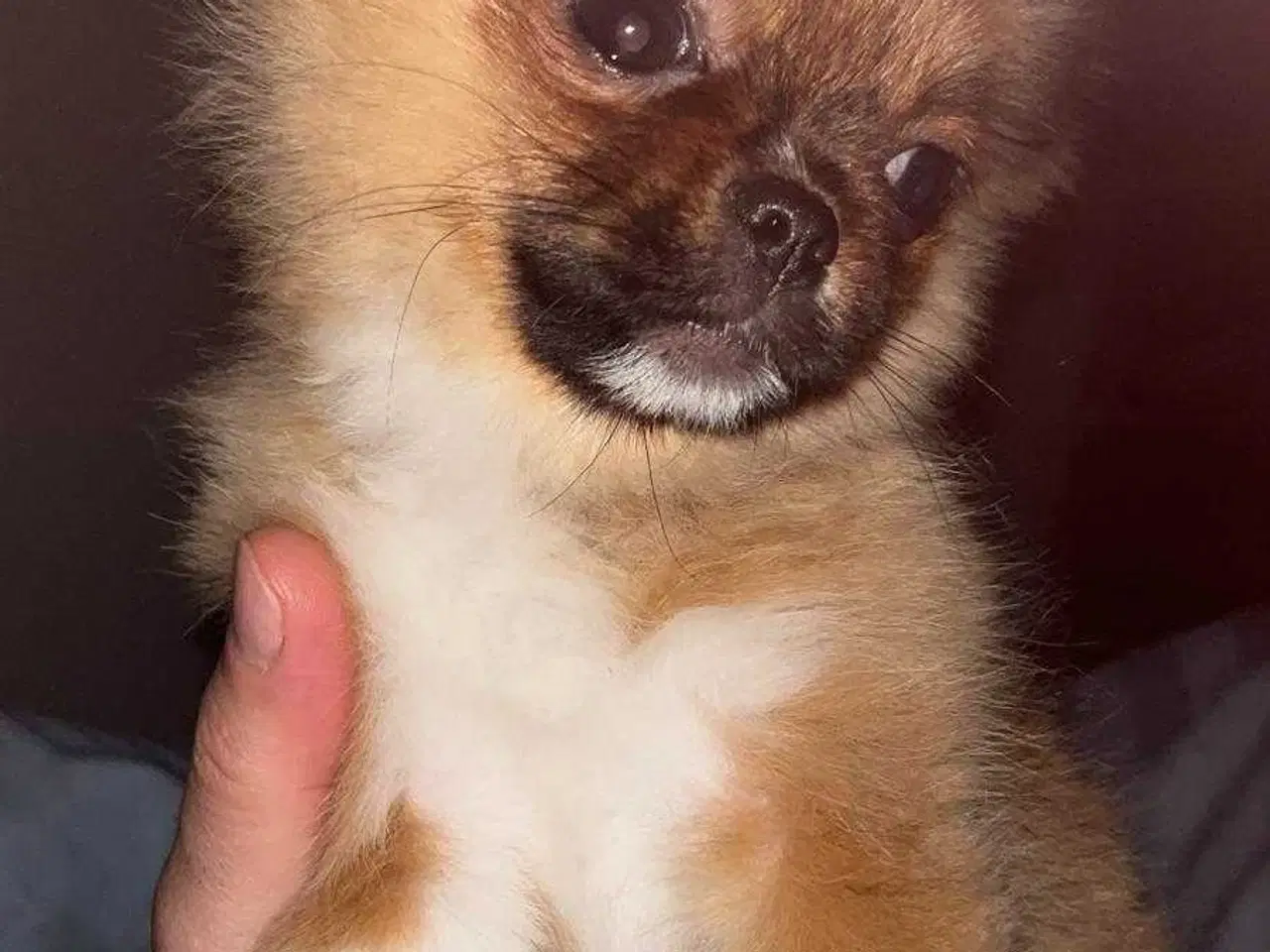 Billede 3 - Pomeranian han hund 
