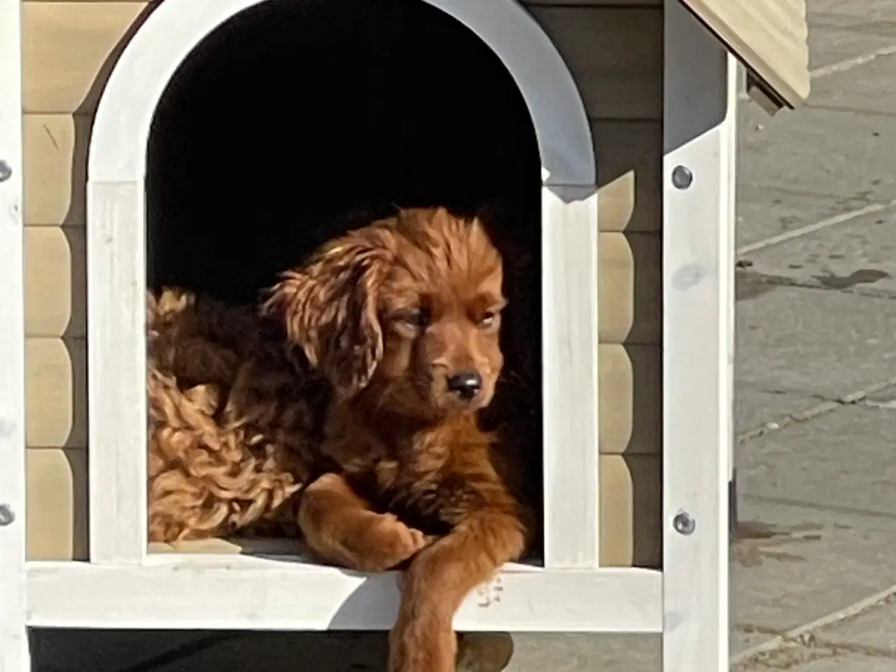 Billede 6 - Cavapoo færdig vaccineret med pas  klar til sommer