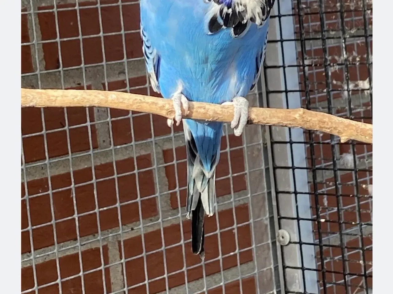 Billede 1 - Smuk viol opaline 