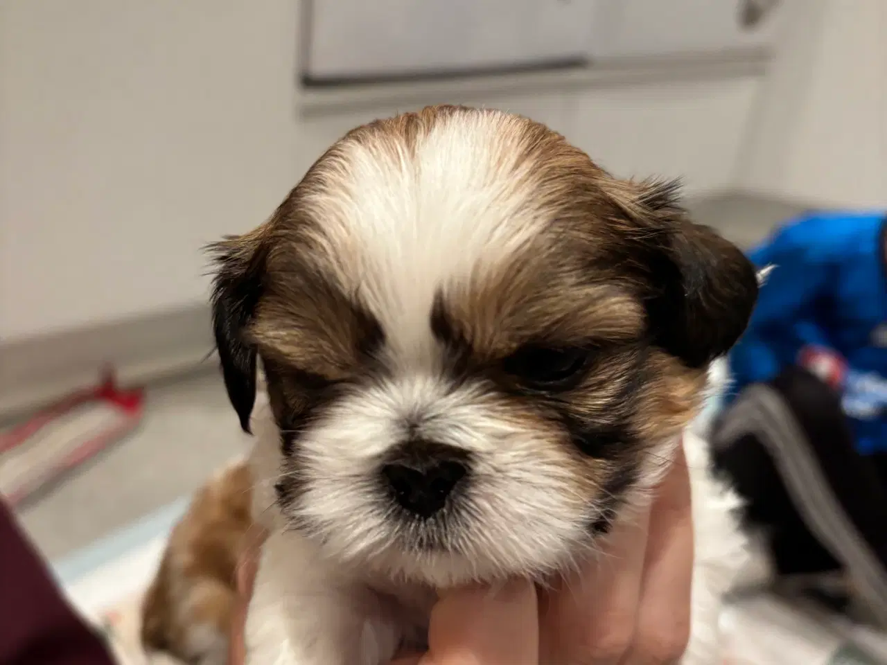 Billede 5 - Shih tzu hundehvalpe