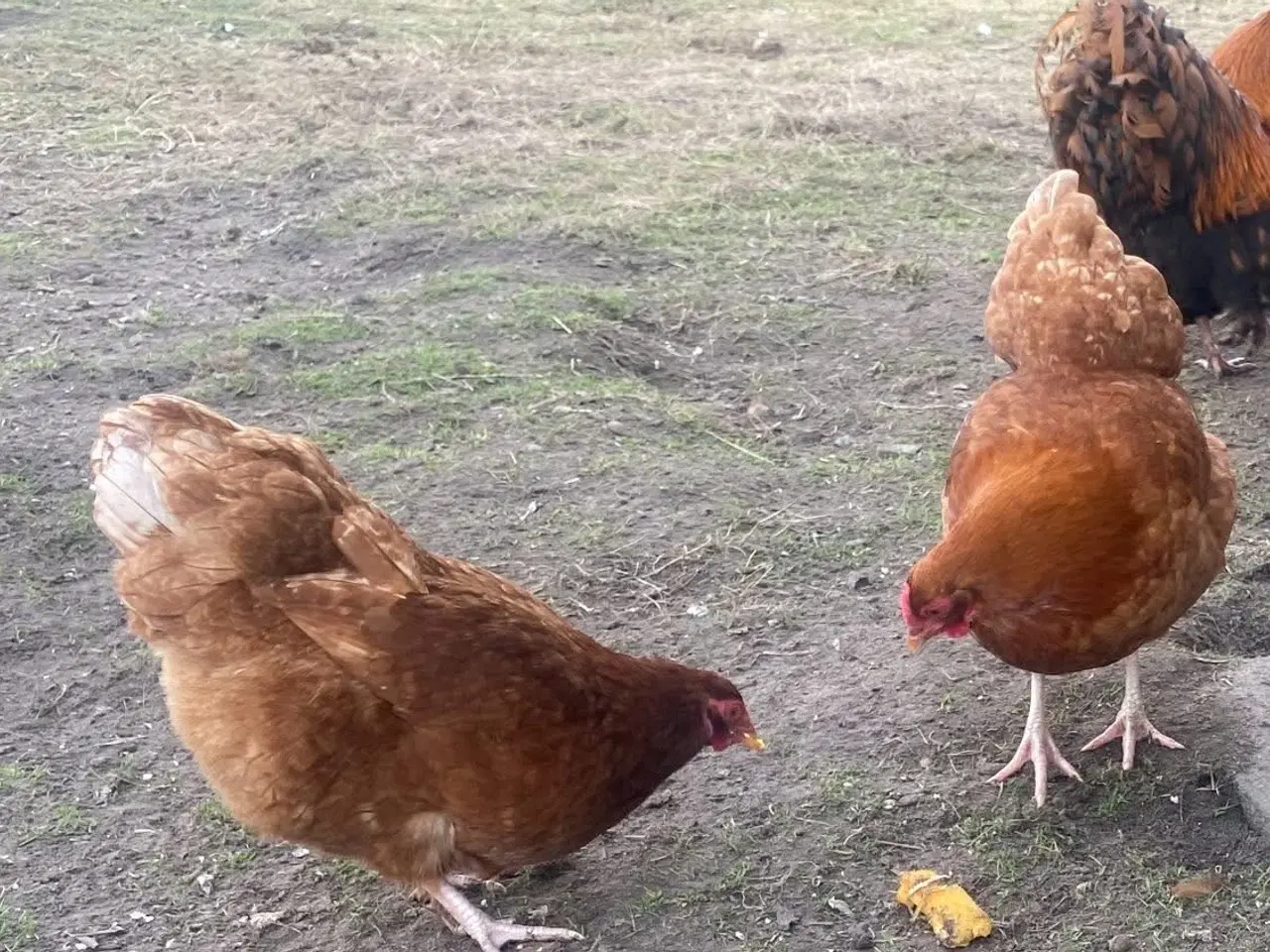 Billede 6 - Kyllinger 