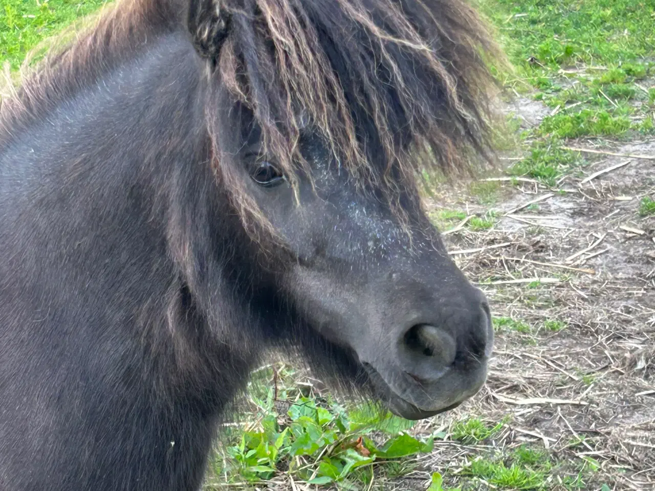 Billede 2 - Mini shetlænder hoppe med rødt pas 