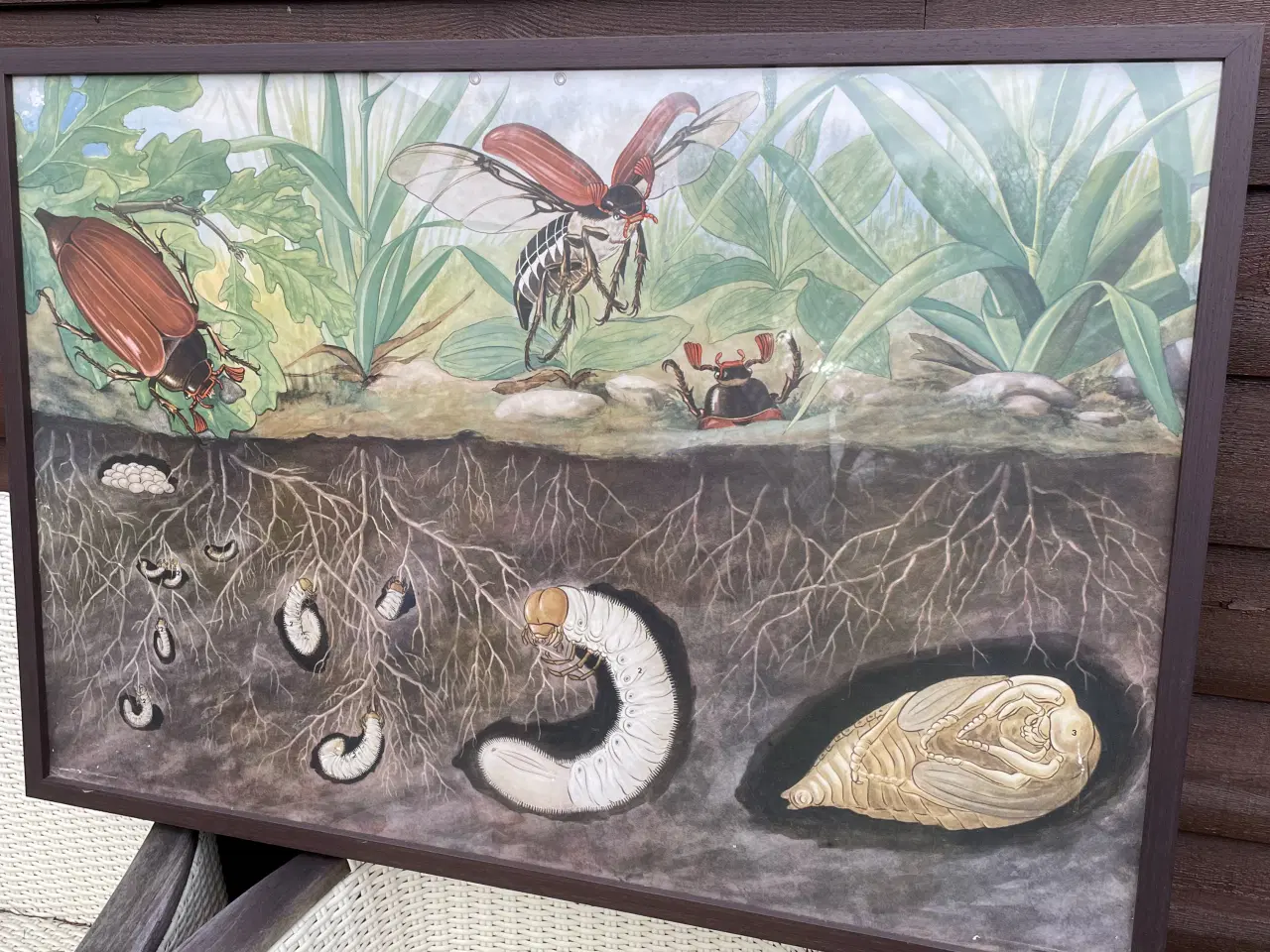 Billede 1 - Anskuelighedstegning i flot ramme