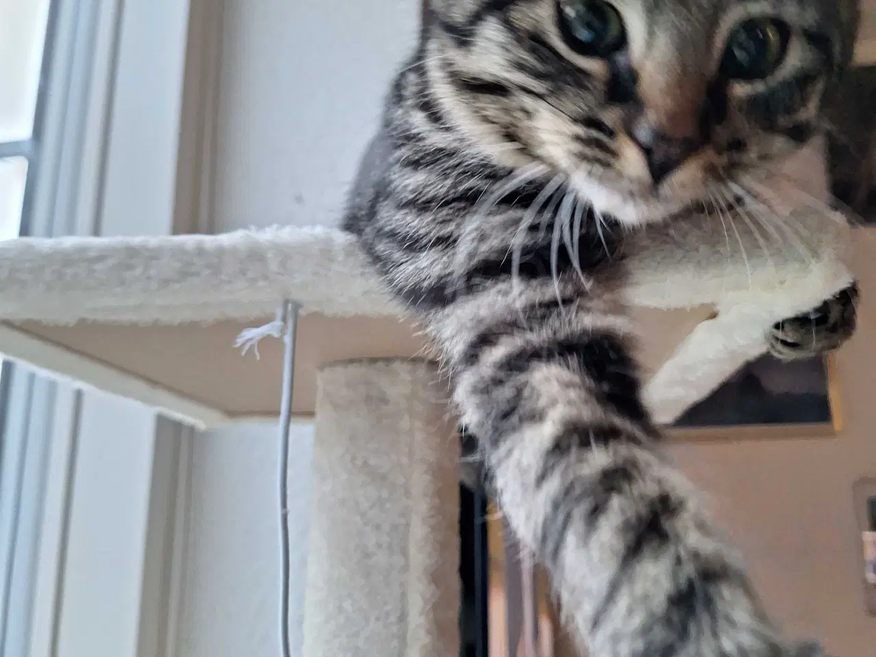 Billede 4 - Sød og kælen hunkat