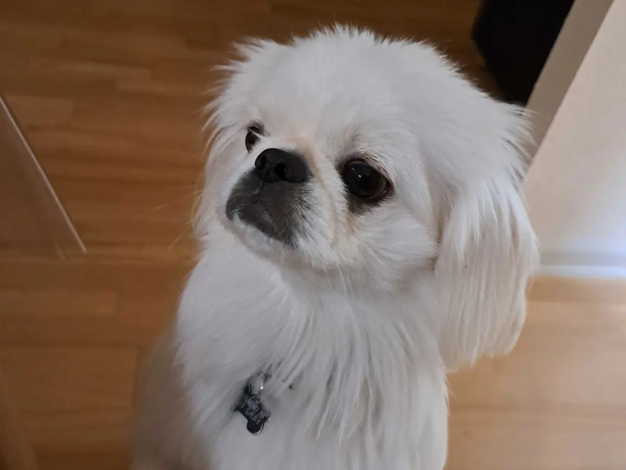 Billede 2 - Tilbydes til parring