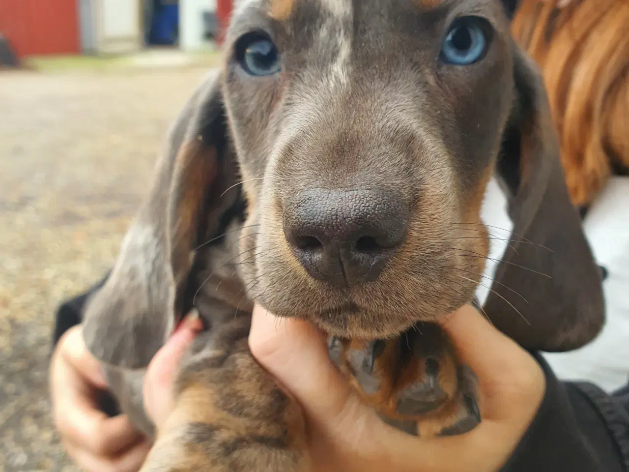 Billede 1 - Gravhunde hvalpe unik farver