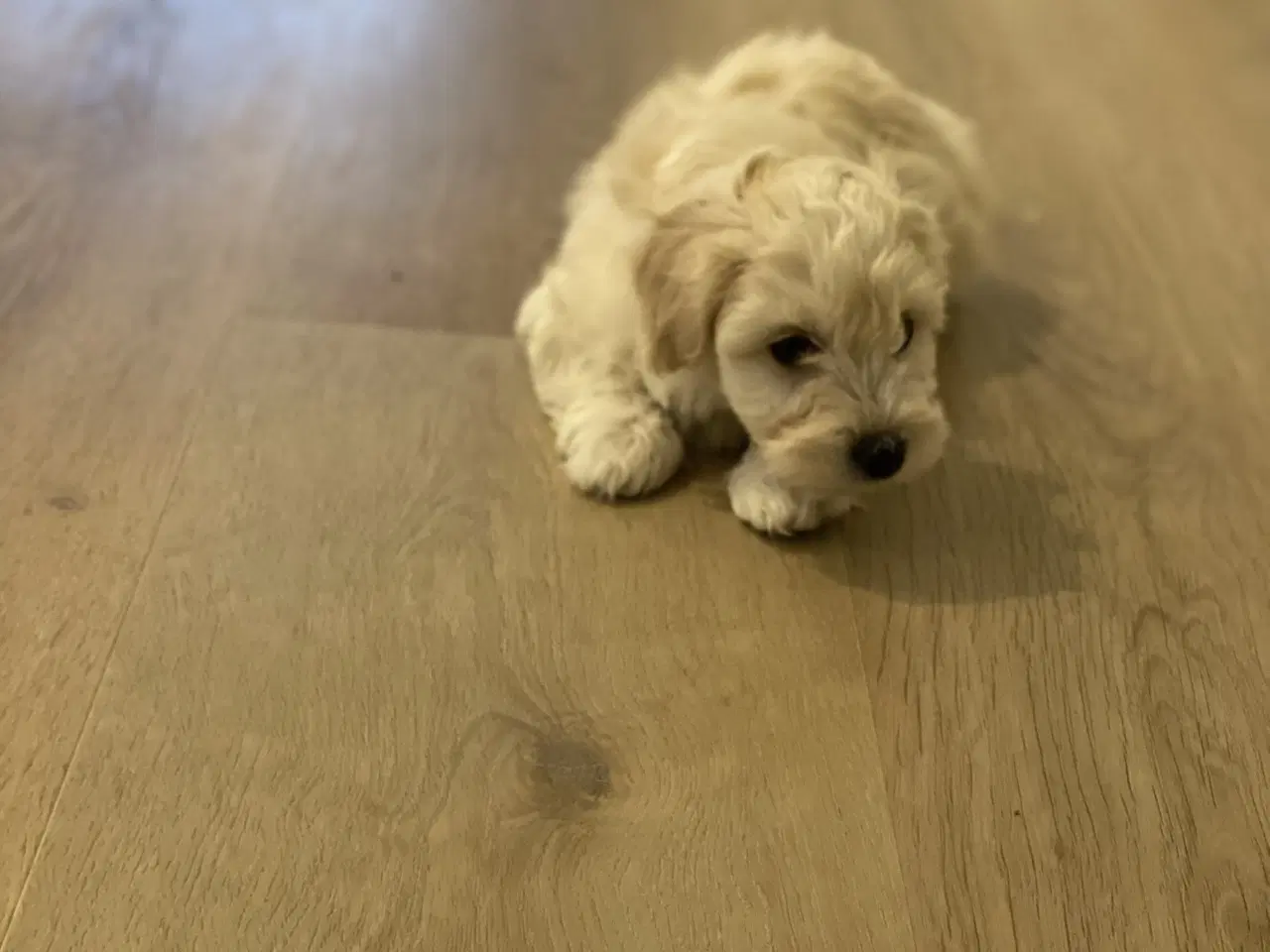 Billede 5 - Maltipoo hvalp 