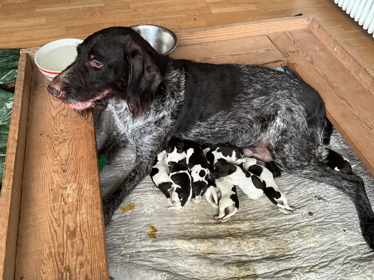 Billede 1 - Ruhåret hønsehund hvalpe