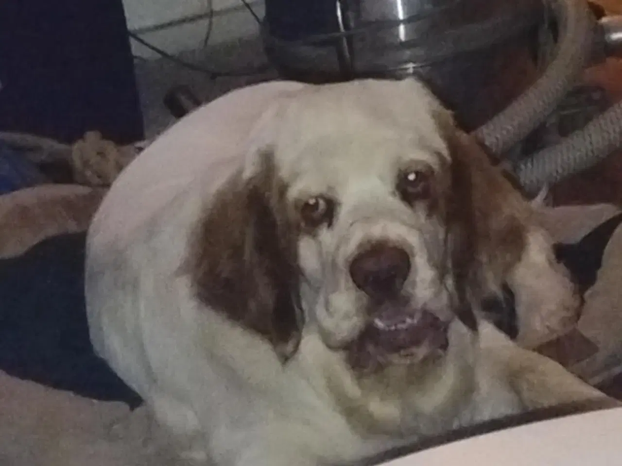 Billede 3 - clumber  spaniel 