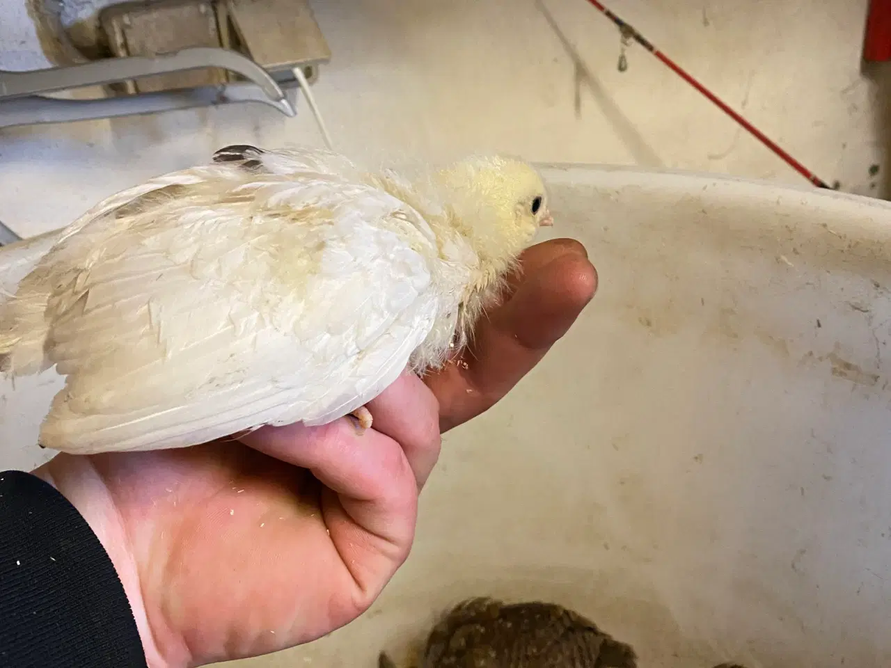 Billede 2 - Høne kyllinger