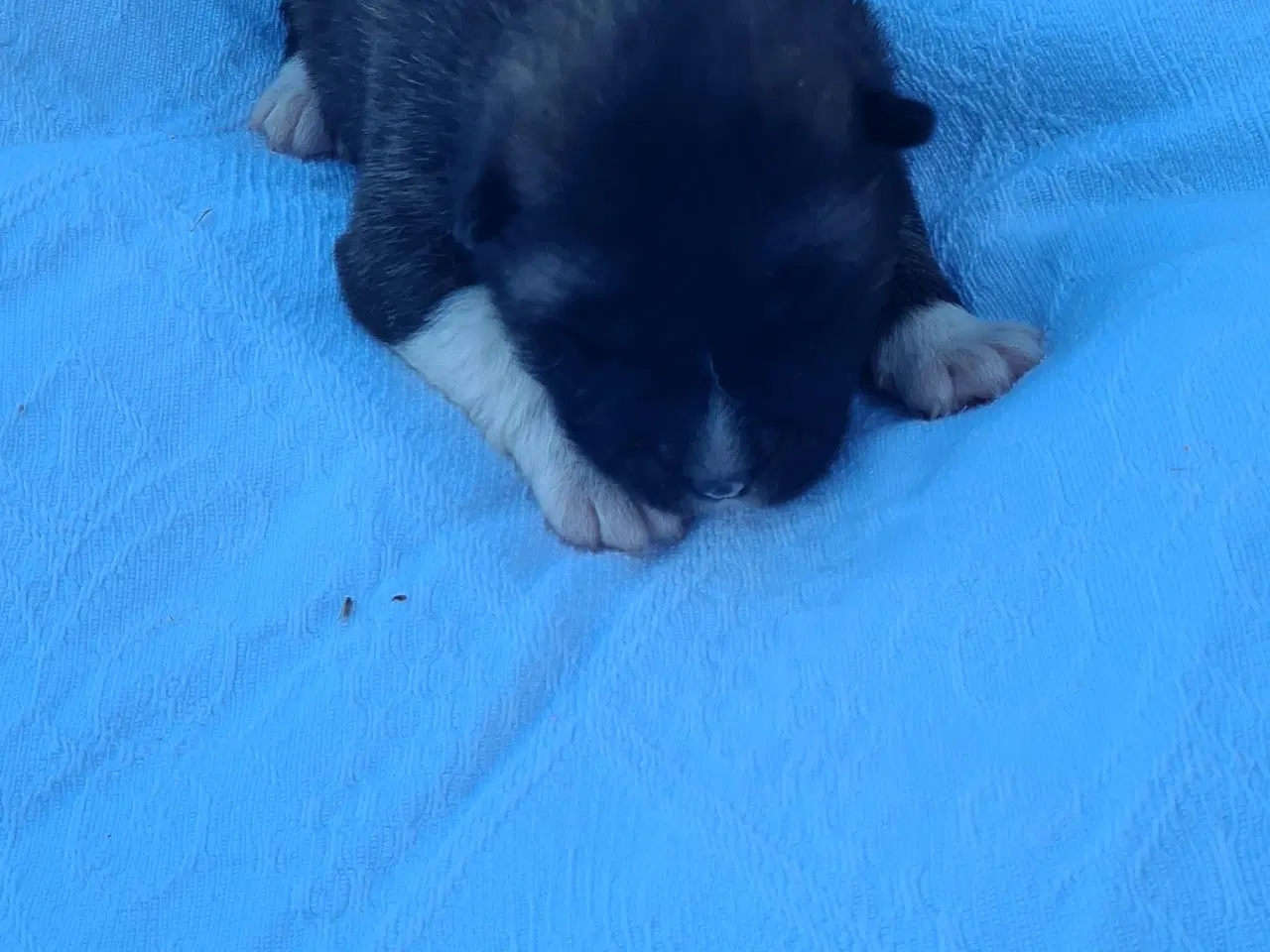 Billede 6 - Hundehvalpe Akita American 