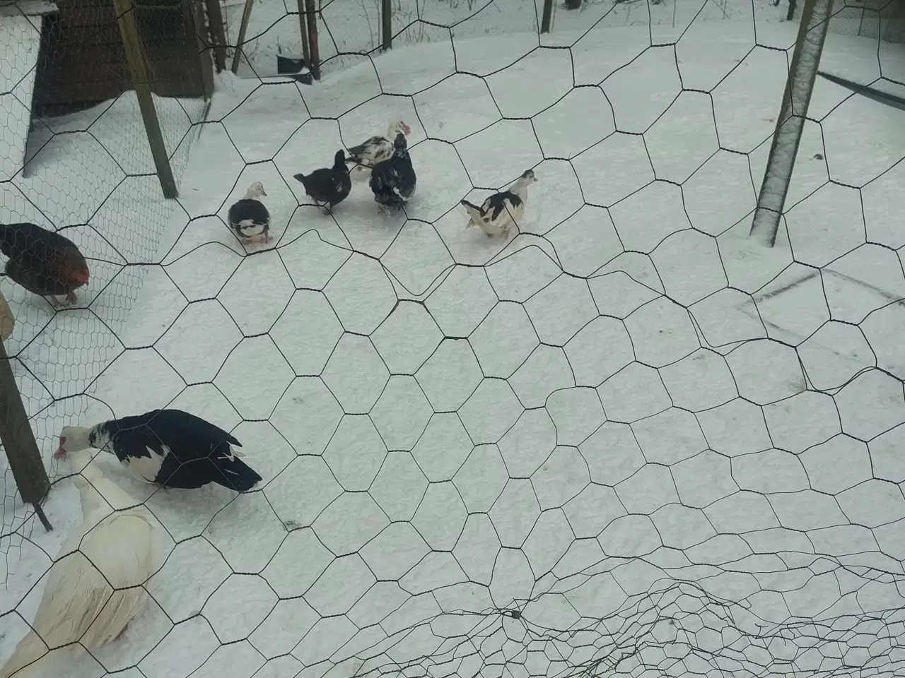 Billede 2 - Moskus ænder sælges 