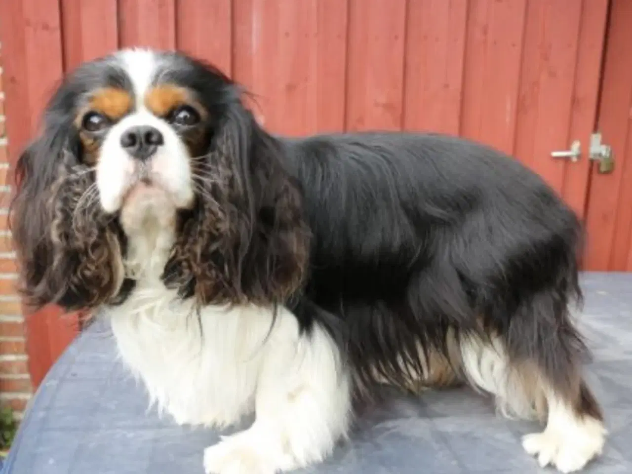 Billede 3 - Cavalier King Charles hvalpe m. stambog
