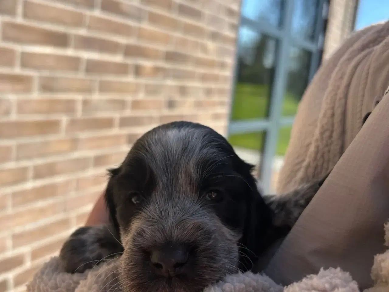 Billede 5 - Cockerspaniel hvalp til salg