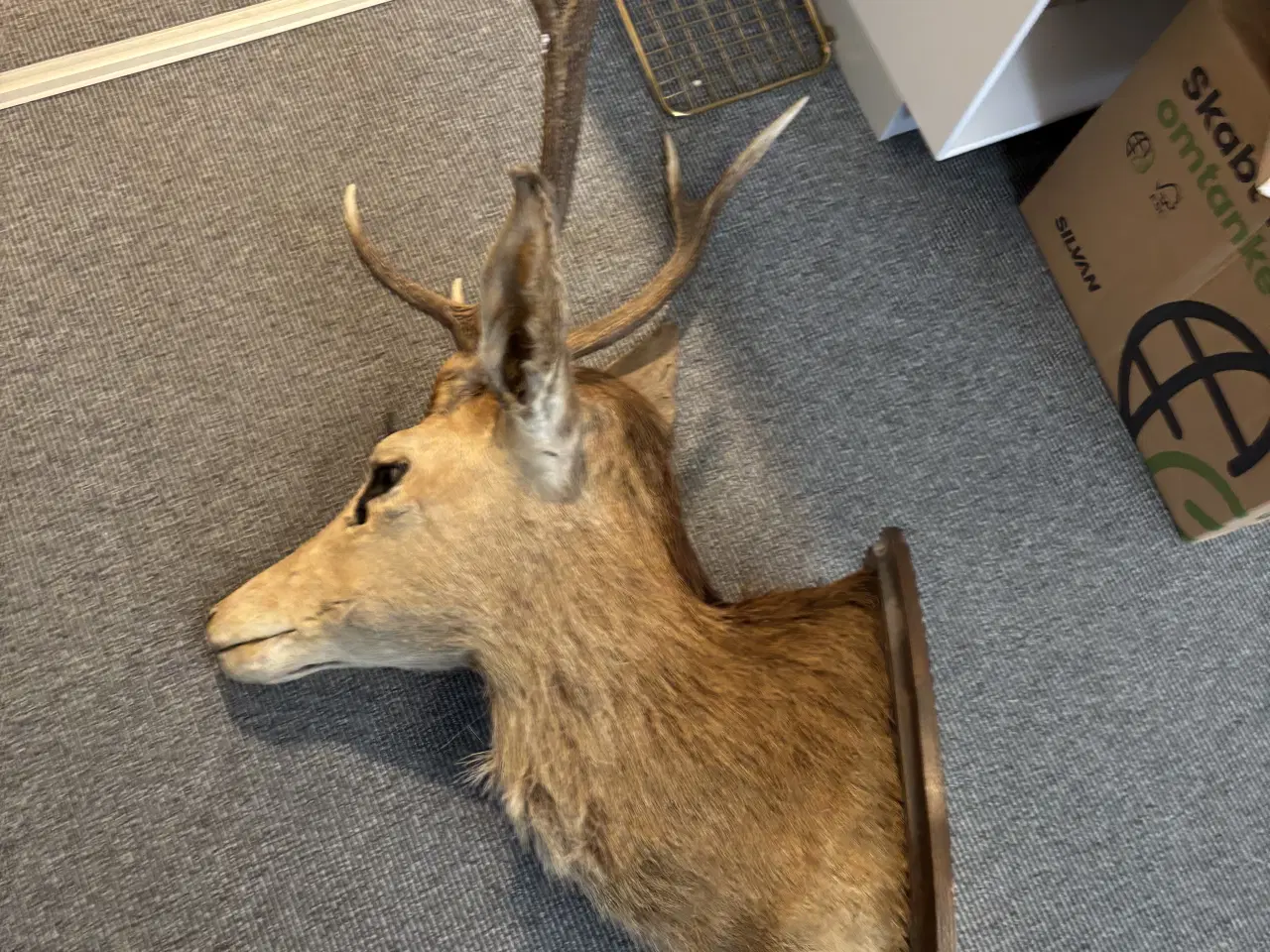 Billede 4 - Hjortehoved til ophæng