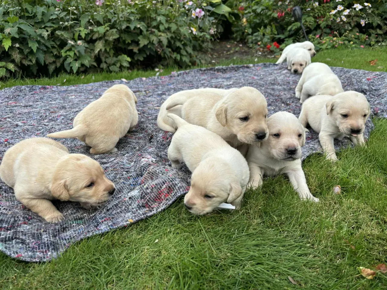Billede 6 - Labrador hundehvalpe sælges 