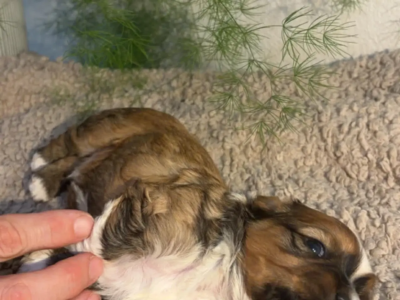 Billede 3 - Shih-tzu / Bichon Havanaise