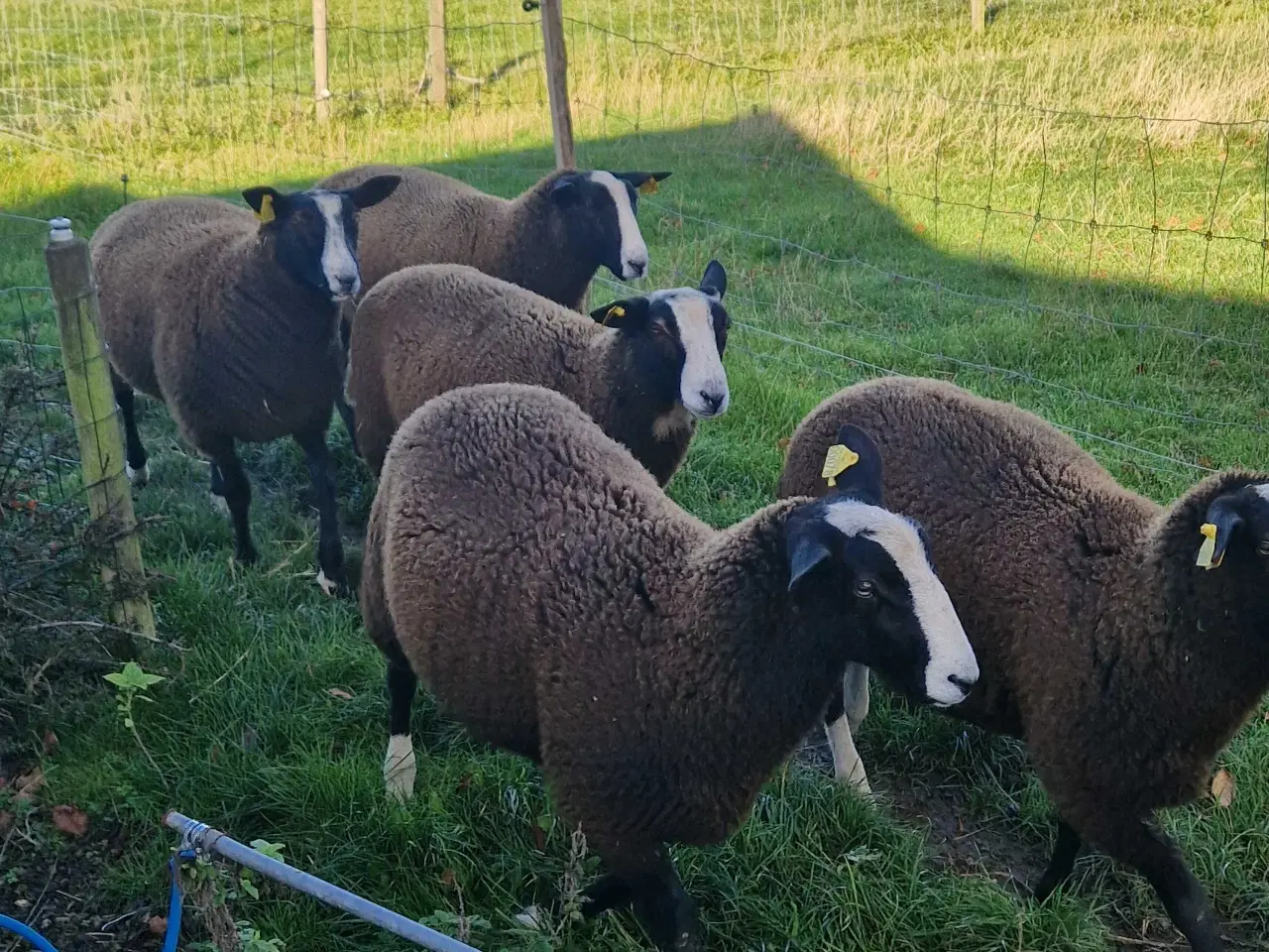 Billede 6 - Zwartsbles gimmer og vædderlam sælges M 3